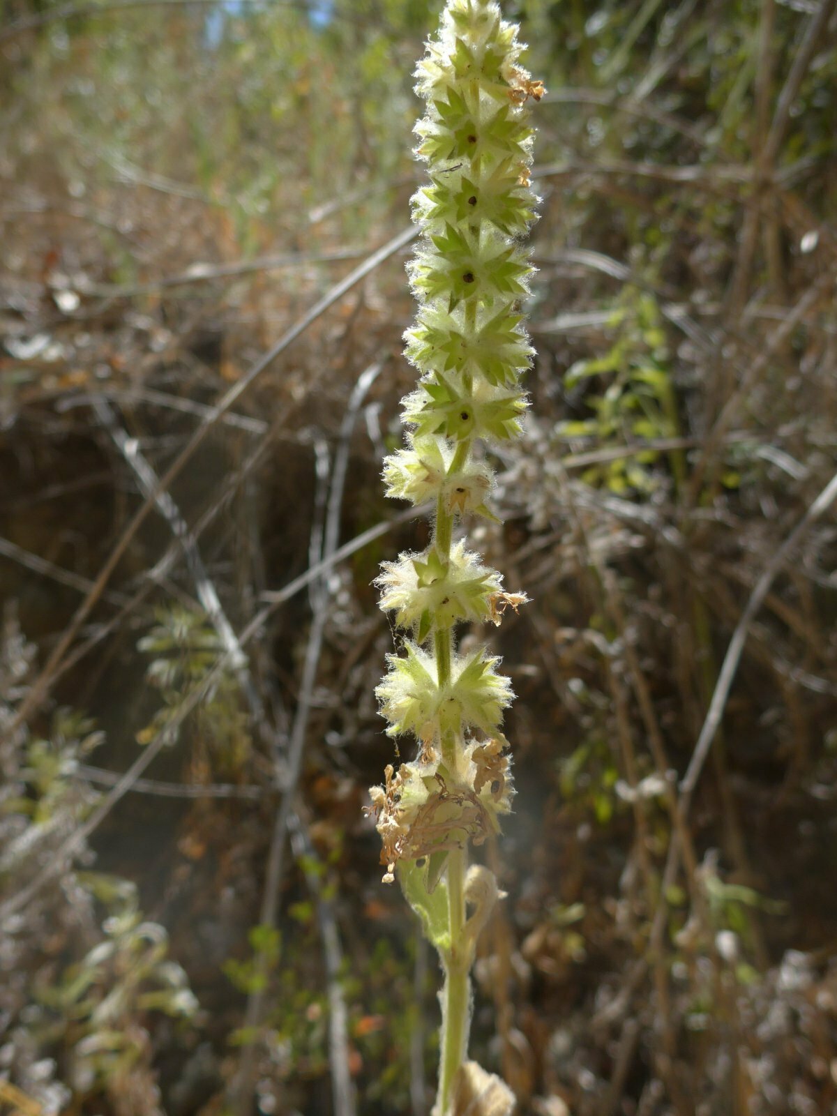 High Resolution Stachys albens Fruit